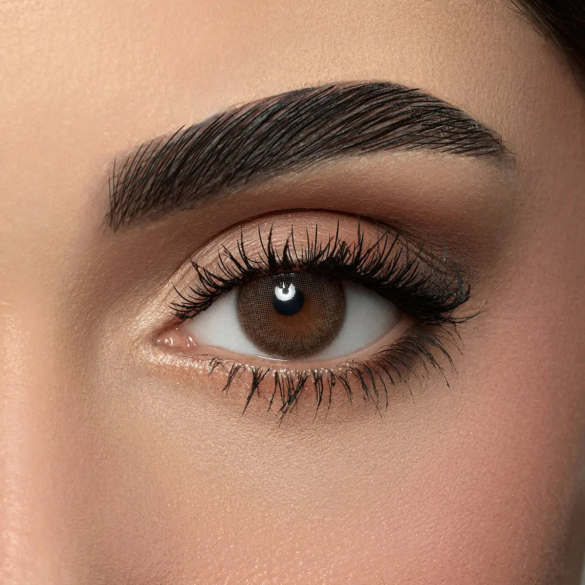 Amara One Day Color 10 Contact Lenses -Dark Sepia